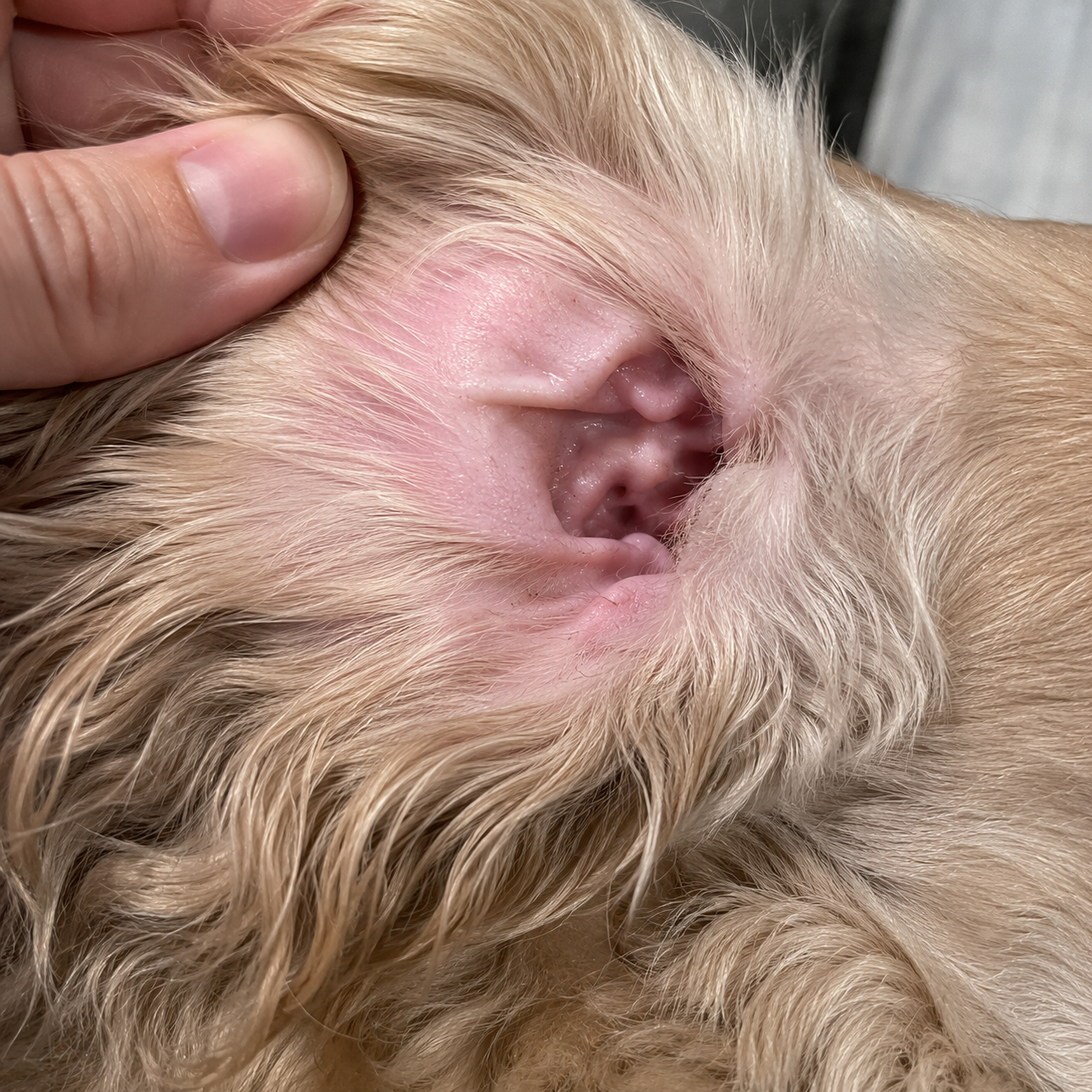 The same dog's ear after, clean and fresh
