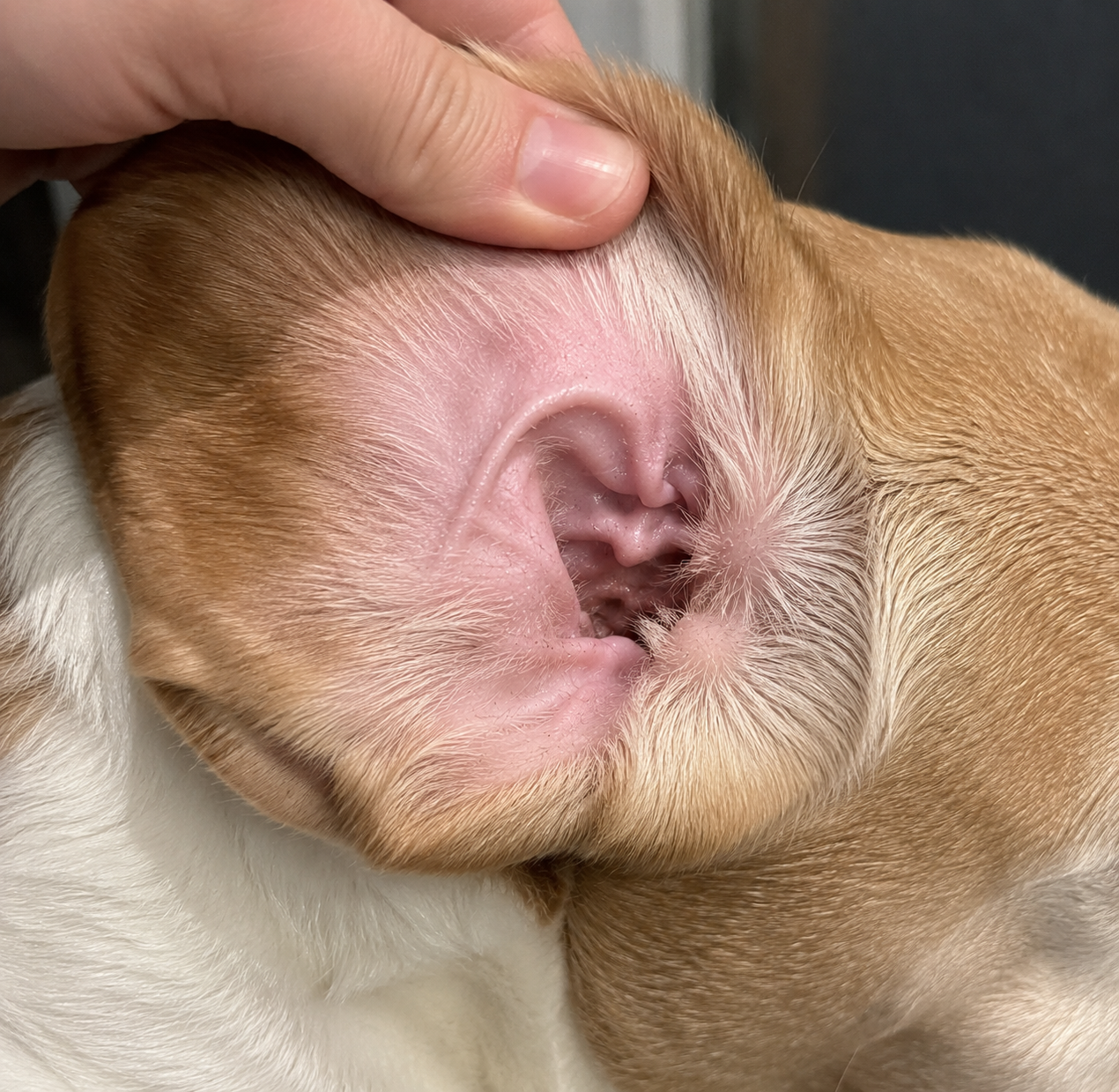 Same dog ear clean after using Floppy Ear Drops