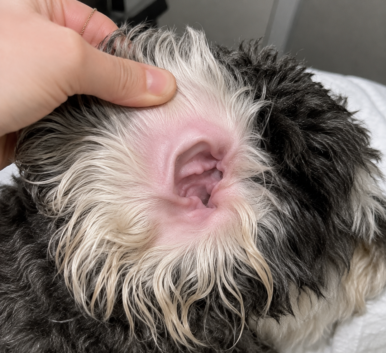 The same dog's ear after, clean and clear