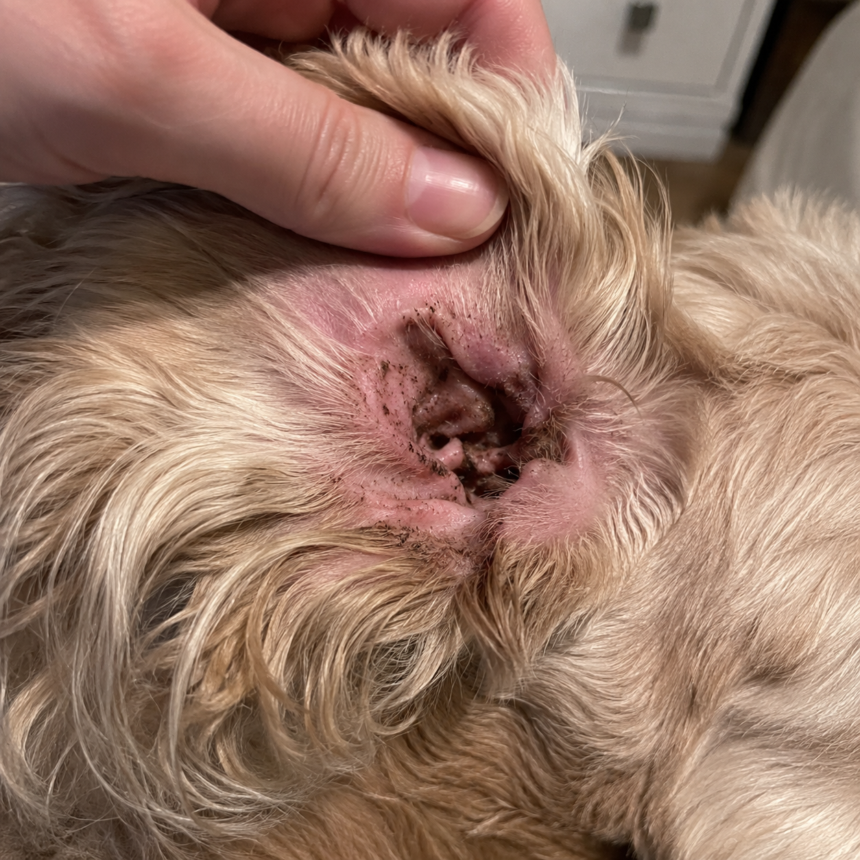 A dog's ear before, waxy and dirty