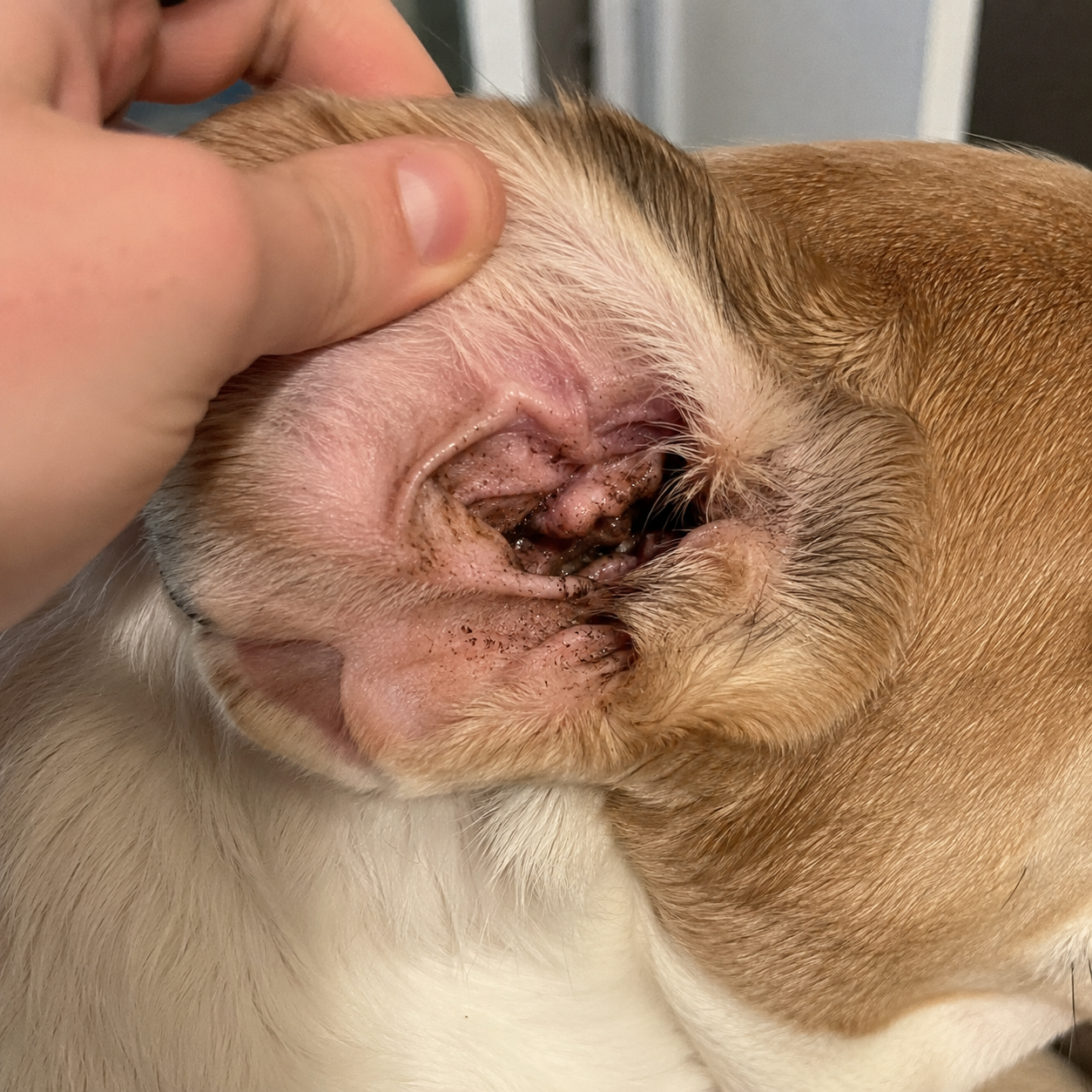 Dog ear with visible wax buildup before using Floppy