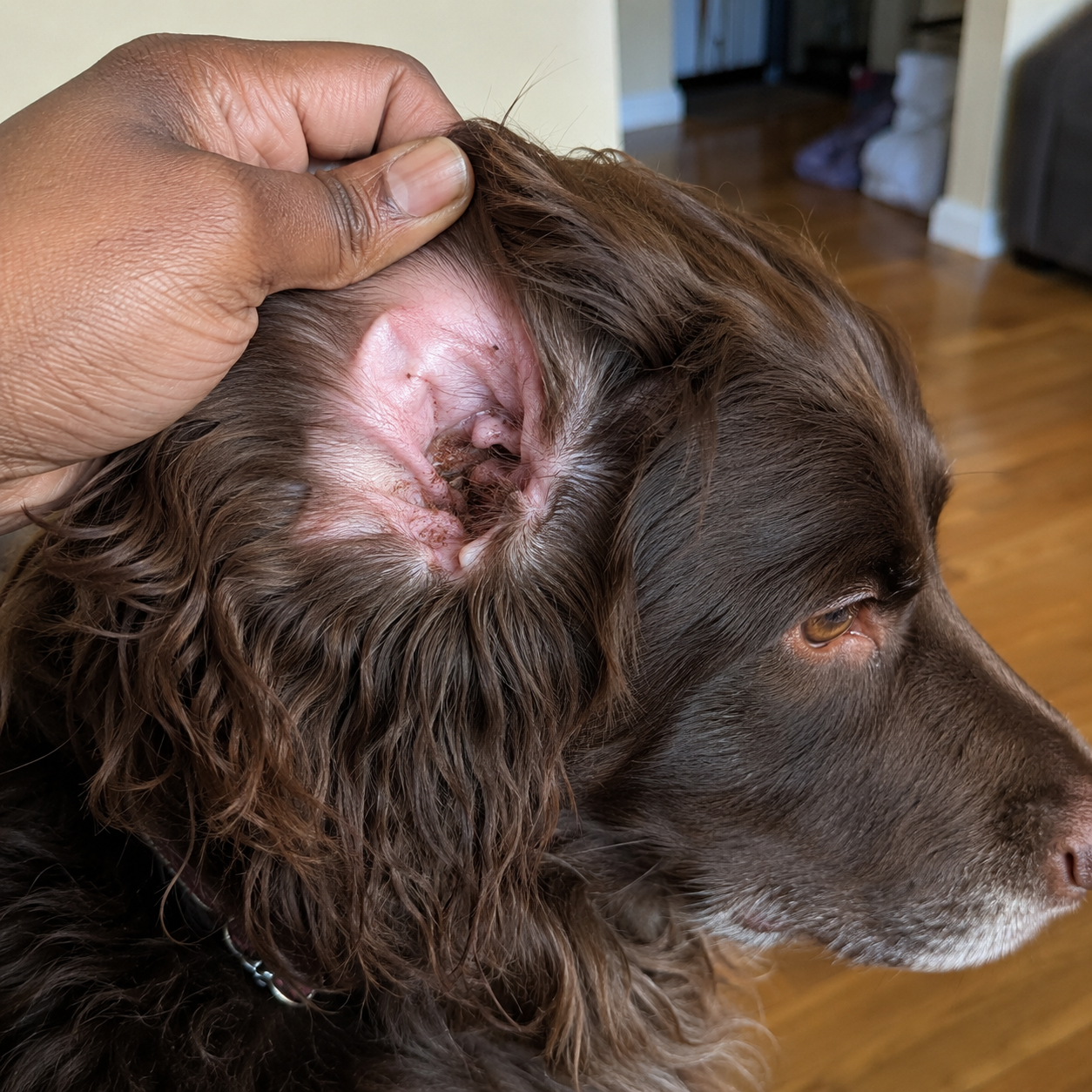 A spaniel's ear before, gunky and irritated