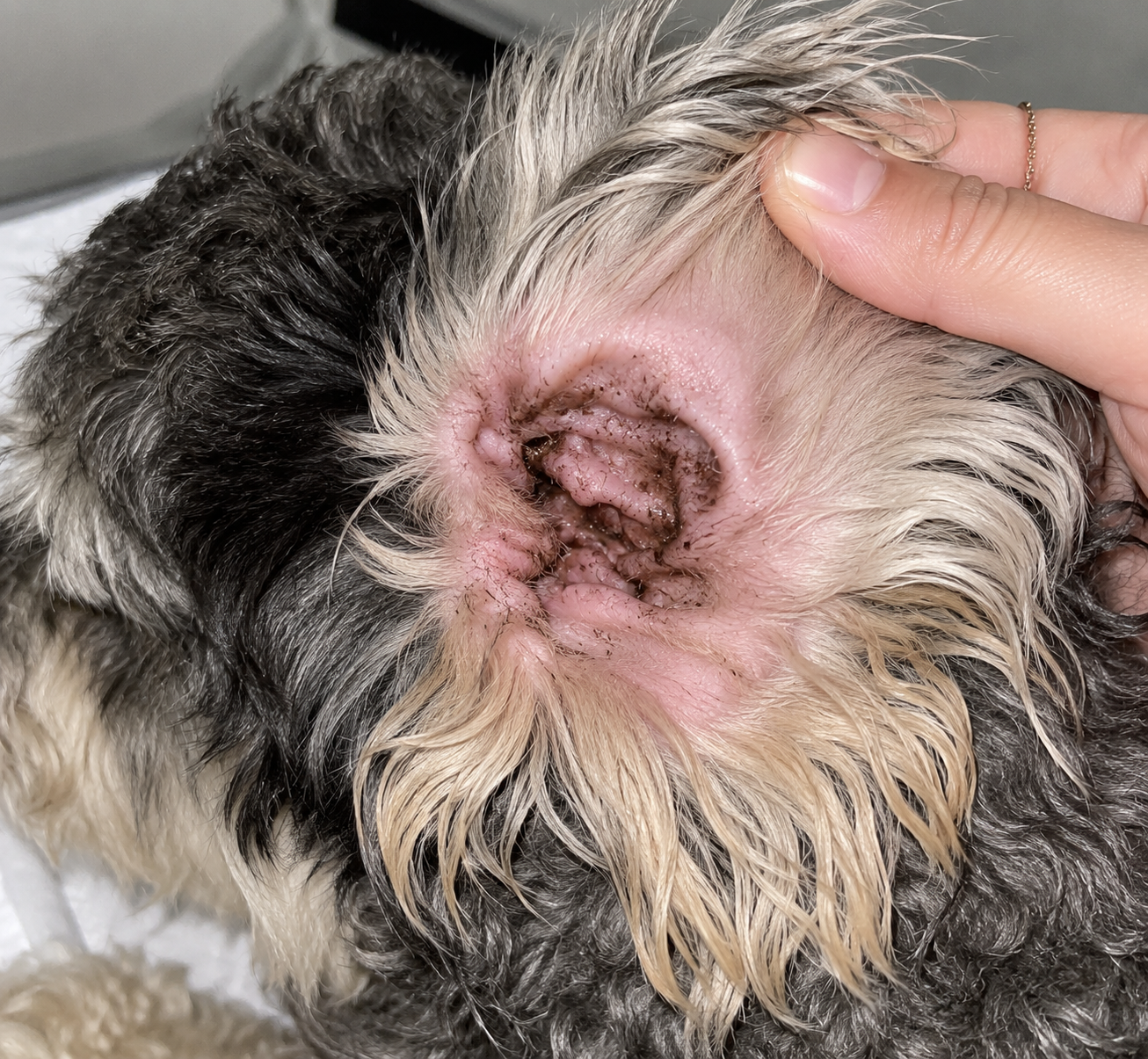 A dog's ear before, dark buildup deep in the canal