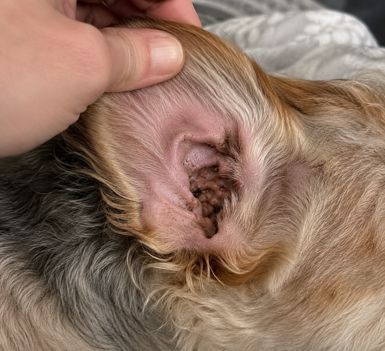 A dog's ear before, waxy and irritated