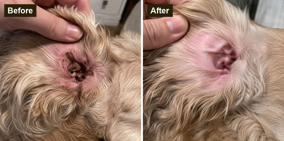 Before and after of a dog ear cleaned with Floppy Ear Drops